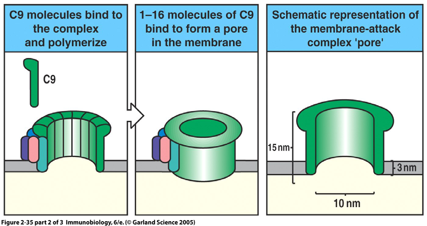 activación del complemento C5b inicia el ensamblaje secuencial de C6, C7, C8 y C9.