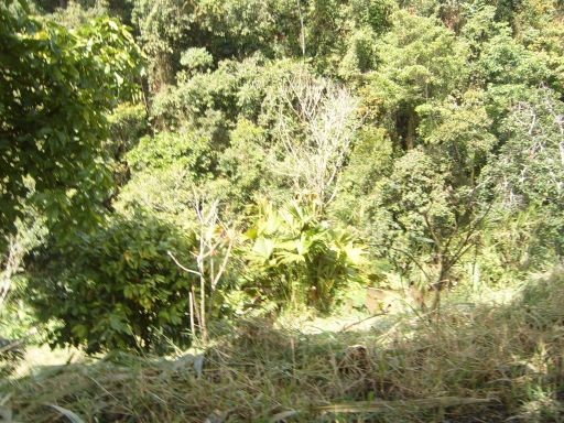 394mm Zona de vida de Bosque Muy Húmedo Premontano (bhm- PM), con tendencia a Bosque Húmedo Premontano (bh- PM) 39 especies de Flora,