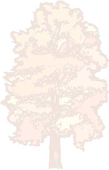 REPORTAJE Gráfico 3.- Distribución de los árboles singulares recogidos en la base de datos por géneros botánicos Gráfico 4.