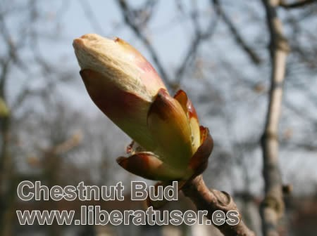 BROTE DE CASTAÑO (Chestnut bud, Aesculus hippocastanum) Esencia de quien no consigue aprender, tropieza una y otra vez en la misma piedra y no madura, esta flor de Bach facilita la adquisición de la