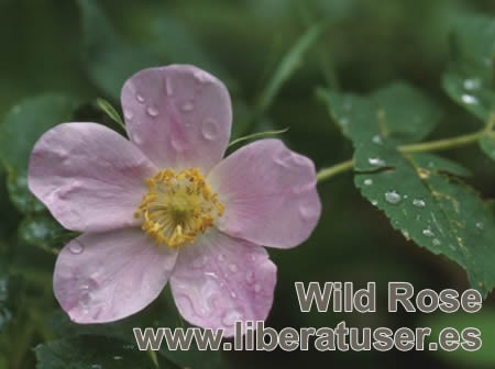 ESCARAMUJO / ROSA SILVESTRE (Wild rose, Rosa canina) Esencia de quien se resigna a sufrir, con apatía y falta de ilusión, es la flor que puede propiciar la motivación y la alegría y