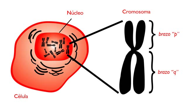 Guía de redacción científica del SMD 6 Figura 2. Esquema de un cromosoma Otras anomalías Además de los defectos cromosómicos aparentes, en el SMD ocurren otras anomalías a nivel molecular.