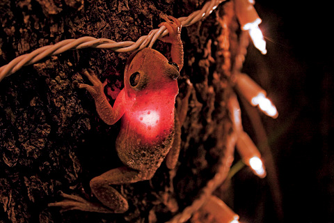Foto de James Snyder - West Palm Beach, Florida, EUA Una noche, Snyder advirtió algo extraño o en su patio trasero: una rana abrazada a un árbol de mango se había a tragado una luz de navidad.