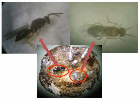 ENEMIGOS NATURALES Varios enemigos naturales, incluyendo coccinélidos, larvas de moscos depredadores, parasitoides y