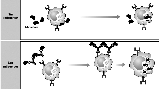 El complejo antígenoanticuerpo puede desactivar el patógeno o su toxina. Por ejemplo, cuando un anticuerpo se une a la superficie de un virus, éste pierde su capacidad de unirse a una célula huésped.