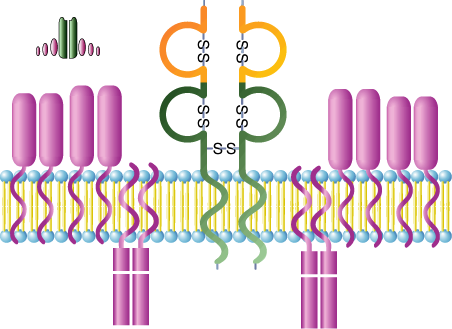 20 Estructura del TCR α β Son proteínas heterodímeras Las cadenas polipeptídicas tienen dos dominios, uno