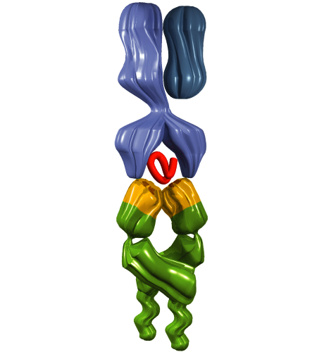 22 Complejo HC-Antígeno-TCR HC de clase I β-2 microglobulina Péptido antigénico Región de reconocimiento 23 Visión global de la respuesta inmunitaria El sistema inmunitario presenta tres niveles