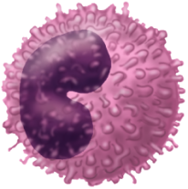 (TNF α y TNF β) 3 Células del sistema inmunitario FAGOCITOS onocito