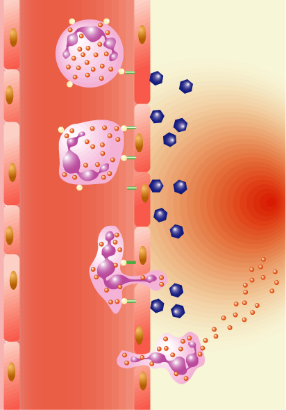 8 Inflamación y fagocitosis Neutrófilo Células endoteliales Selectina P C5a 1 Vasodilatación capilar 2 Incremento de la permeabilidad Retracción de las células endoteliales.