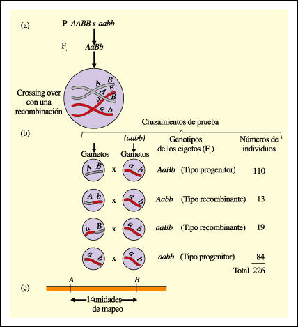 Determinación de la distancia de mapeo entre dos genes del mismo cromosoma.