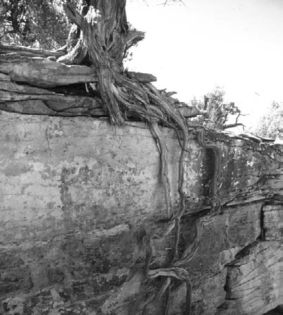 Cuando las raíces crecen rompen la piedra. 13 Algunas plantas tienen animalitos que viven dentro de ellas.