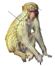 EL SISTEMA NERVIOSO DE VERTEBRADOS Sistema nervioso más complejo formado por: Centros nerviosos Nervios Encéfalo en la cabeza Médula espinal en el dorso Sensitivos Motores Reciben la información de