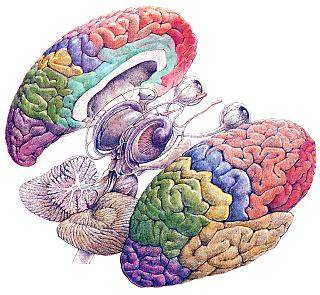Lóbulos cerebrales Lóbulos frontales Lóbulos