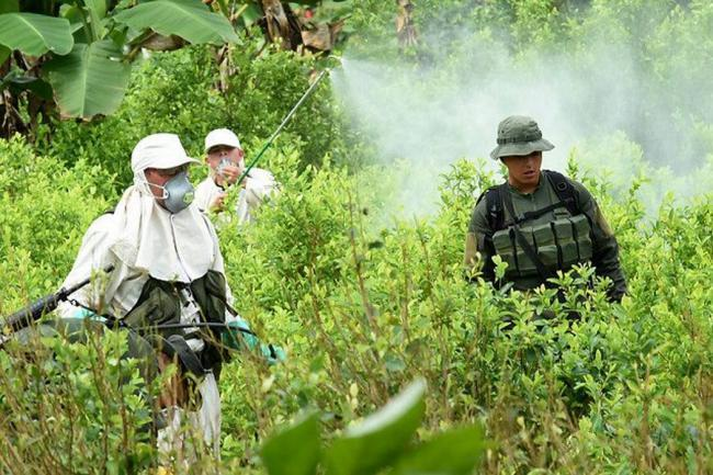 La ilegalidad ha ganado terreno Los cultivos ilícitos crecieron en Colombia significativamente entre 2012 y