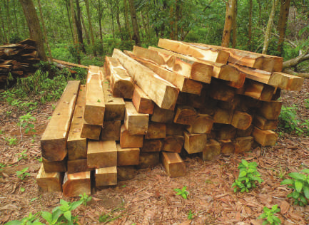 Las propiedades físicas se relacionan principalmente con la resistencia y estabilidad de las maderas.