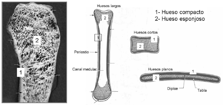 12.4. CLASIFICACIÓN DESDE EL PUNTO DE VISTA MACROSCÓPICO: - Compacto o cortical: forma una masa ósea compacta, que se sitúa en las superficies y sin apenas cavidades.