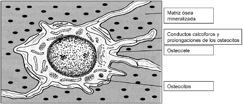 La célula está incluida en las lagunas (osteocele) desde donde forma canalículos (conductos calcóforos), que van a comunicar con otras lagunas.