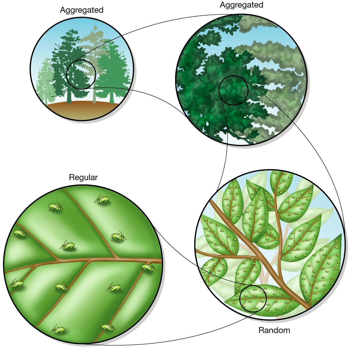 Distribución espacial de áfidos de una especie de árbol