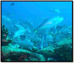 Cabo Pulmo nos confirma que estos arrecifes se han recuperado
