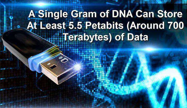 1 gramo de ADN humano puede almacenar, al menos 716800 GB de datos.