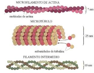 Los filamentos intermedios, compuestos por proteínas fibrosas; son elementos relativamente estáticos que