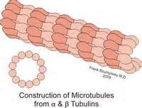 La tubulina es un heterodímero!