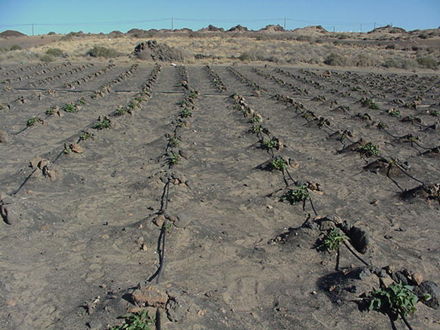 En la Isla existen dos tipos de suelos de cultivo: 1) El Jable: es el suelo tradicional del cultivo de la batata.