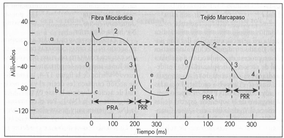 Potenciales de Acción Potencial de Acción de la Fibra Miocárdica Tipo L Se encuentran en las fibras miocárdicas de las