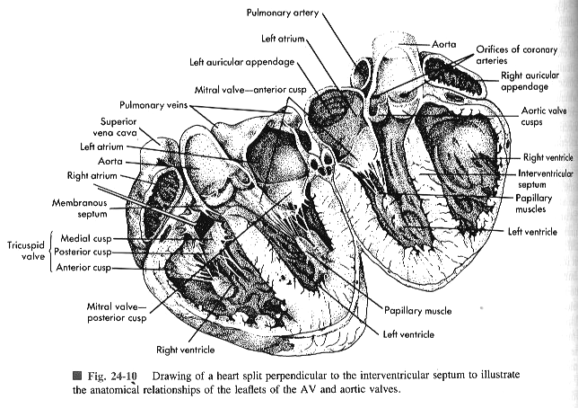 c Subfases del Período de SístoleS Expulsión n rápida: r sigmoideas se abren cuando la presión n del ventrículo sobrepasa la presión n mínima m de la arteria aorta (P.