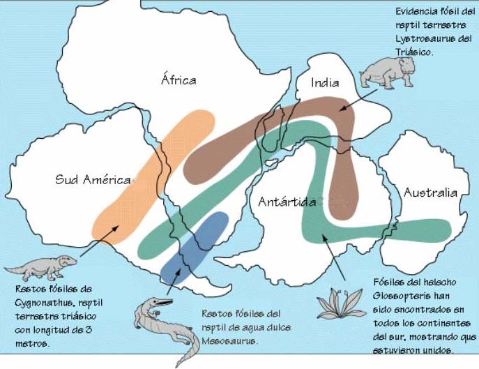 Pruebas de la deriva continental Paleontológicas Geográficas Geológicas Climáticas Paleontológicas Basadas en la existencia, en continentes