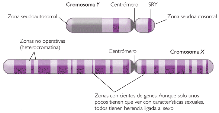 LA HERENCIA DEL SEXO DETERMINACIÓN DEL SEXO En humanos, la determinación del sexo se debe a la pareja de cromosomas sexuales X e Y. Son los cromosomas sexuales.