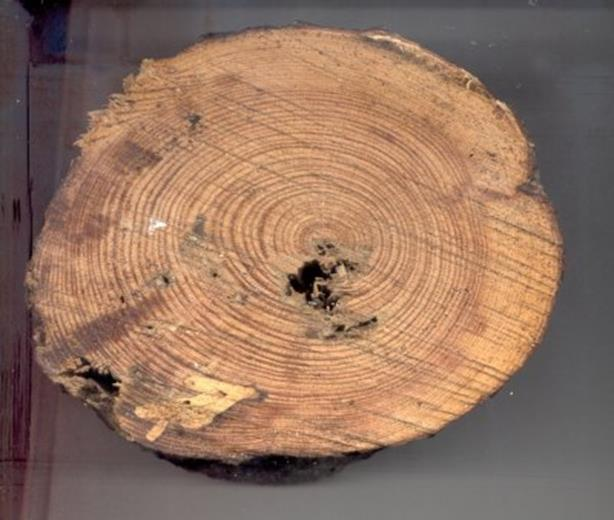 Madera La madera procede de los arboles. Esta formada por haces de fibra tubulares que siguen una dirección paralela al tronco del árbol.