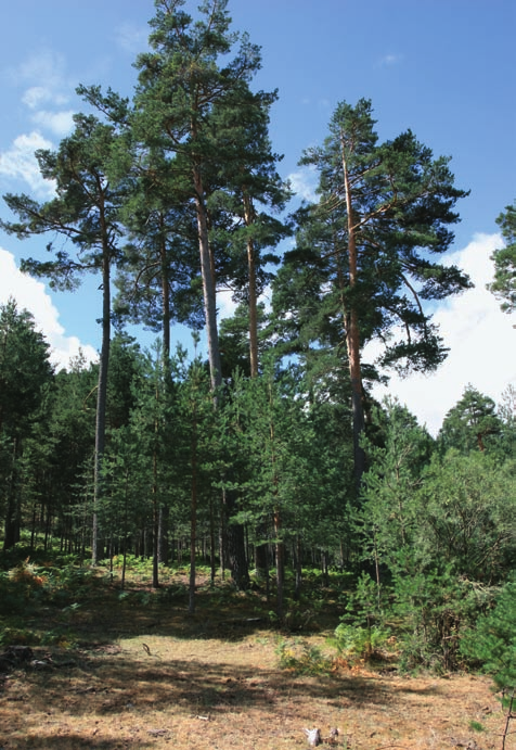 El consumo de madera contribuye a paliar el cambio climático La madera desempeña un papel esencial para combatir el cambio climático Un mayor consumo de productos de madera supondría un crecimiento