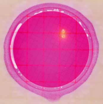 Placa 3M Petrifilm Aqua para recuento de enterobacterias Placa negativa y placas con colonias Figura 1 Placa para