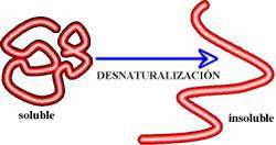 La floculación y la coagulación son manifestaciones visibles de la alteración estructural causada por agentes desnaturalizantes.