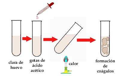 Reacciones coloreadas Reacción Xantoproteica Es debida a la formación de un compuesto aromático nitrado de color amarillo, cuando las proteínas son tratadas con ácido nítrico concentrado.