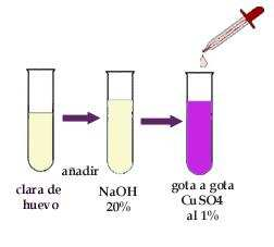 Una vez realizada la prueba se neutraliza con un álcali y vira a un color anaranjado. 1. Poner en el tubo de ensayo de 2 a 3 ml de solución problema (clara de huevo). 2. Añadir 1 ml de HNO 3 concentrado.