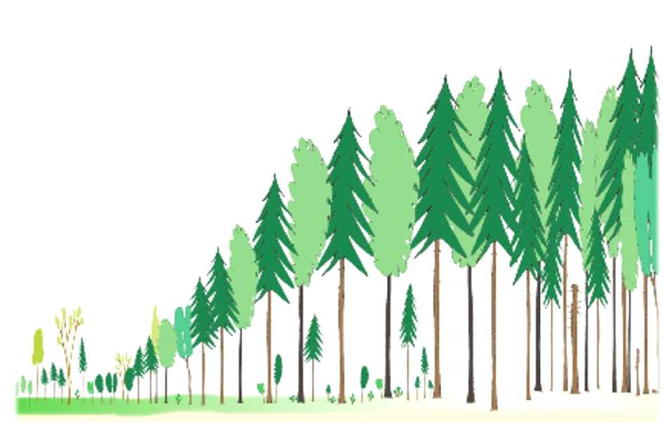 Características de la inversión forestal Altas inversiones iniciales Largo plazo Incertidumbre precios y
