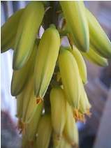 Drogas con antraquinonas Hojas de Aloe (Aloe vera,