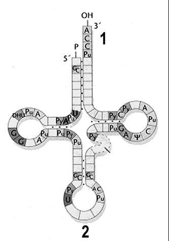 PREGUNTAS DE APLICACIÓN DE PAU( Acidos Nucleicos) 1-El siguiente esquema representa la estructura de una molécula biológica: a).