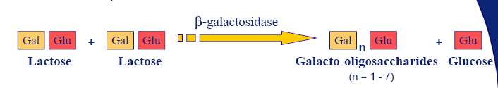 achicoria Los Galacto-Oligosacáridos (GOS) Síntesis enzimática a