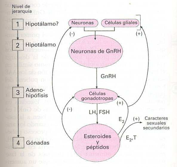 Cambios hormonales Eje hipotálamo hipófiso gonadal La presencia y activación del GnRH es responsable del proceso de desarrollo sexual y de la función reproductiva adulta.