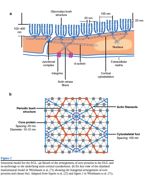 Function of the Endothelial Glycocalyx Layer Sheldon