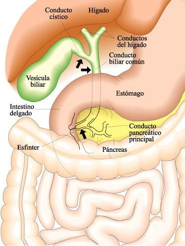 En el estómago la digestión química se realiza por las glándulas situadas en las paredes de este órgano que producen jugo gástrico, cuyo principal componente es el ácido clorhídrico, que funciona