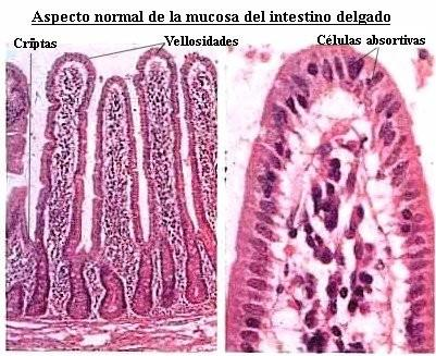 La absorción: requiere de una gran superficie de intercambio EI intestino delgado no sólo es el principal lugar donde se efectúa la digestión química, también es el principal sitio de absorción de