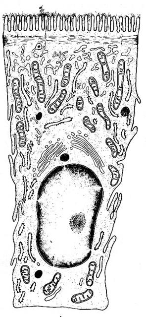 El intestino delgado tiene numerosos pliegues y proyecciones gracias a los cuales posee un área superficial interna unas 600 veces mayor que las de un tubo liso de la misma Iongitud.