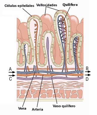 Las vellosidades, cuya longitud varía entre 0,5 y 1,5 milímetros, hacen que a simple vista el revestimiento intestinal tenga un aspecto aterciopelado, y oscilan suavemente en el alimento degradado