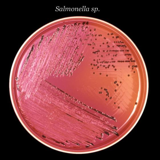 Cultivo de Salmonella