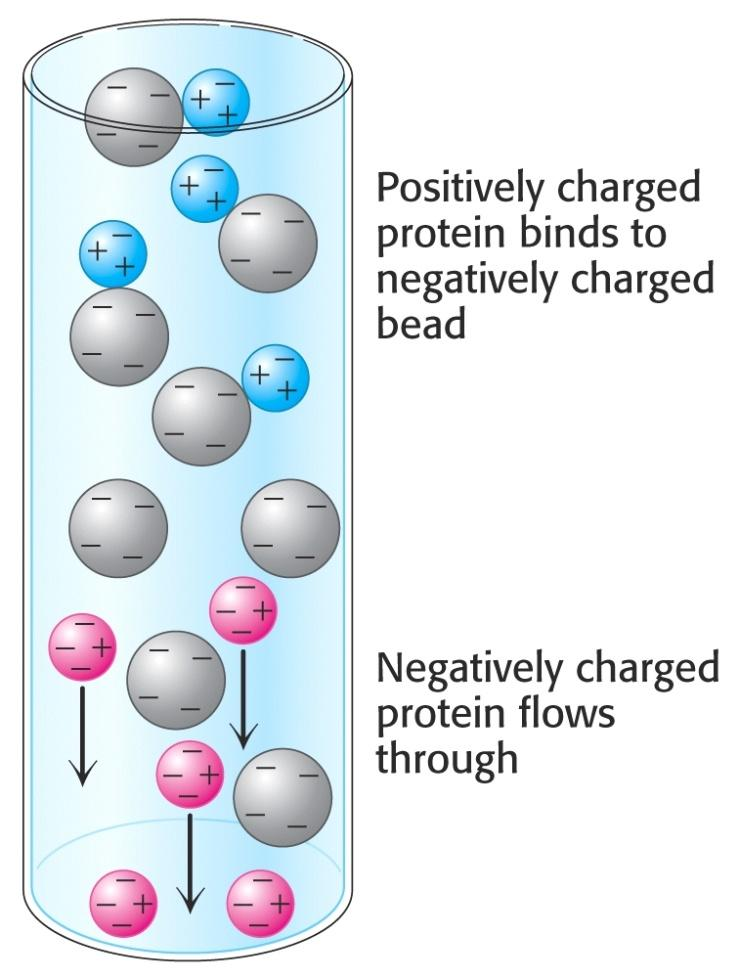 Las proteínas se separan según su carga a un ph determinado (Ej: intercambio catiónico) Cromatografía de intercambio iónico