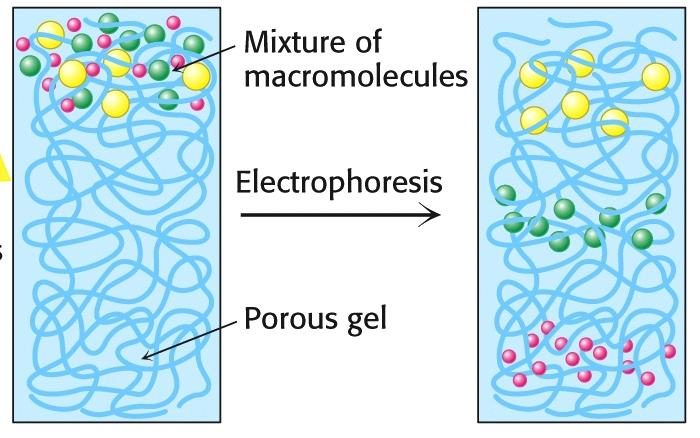 Electroforesis en geles de poliacrilamida con